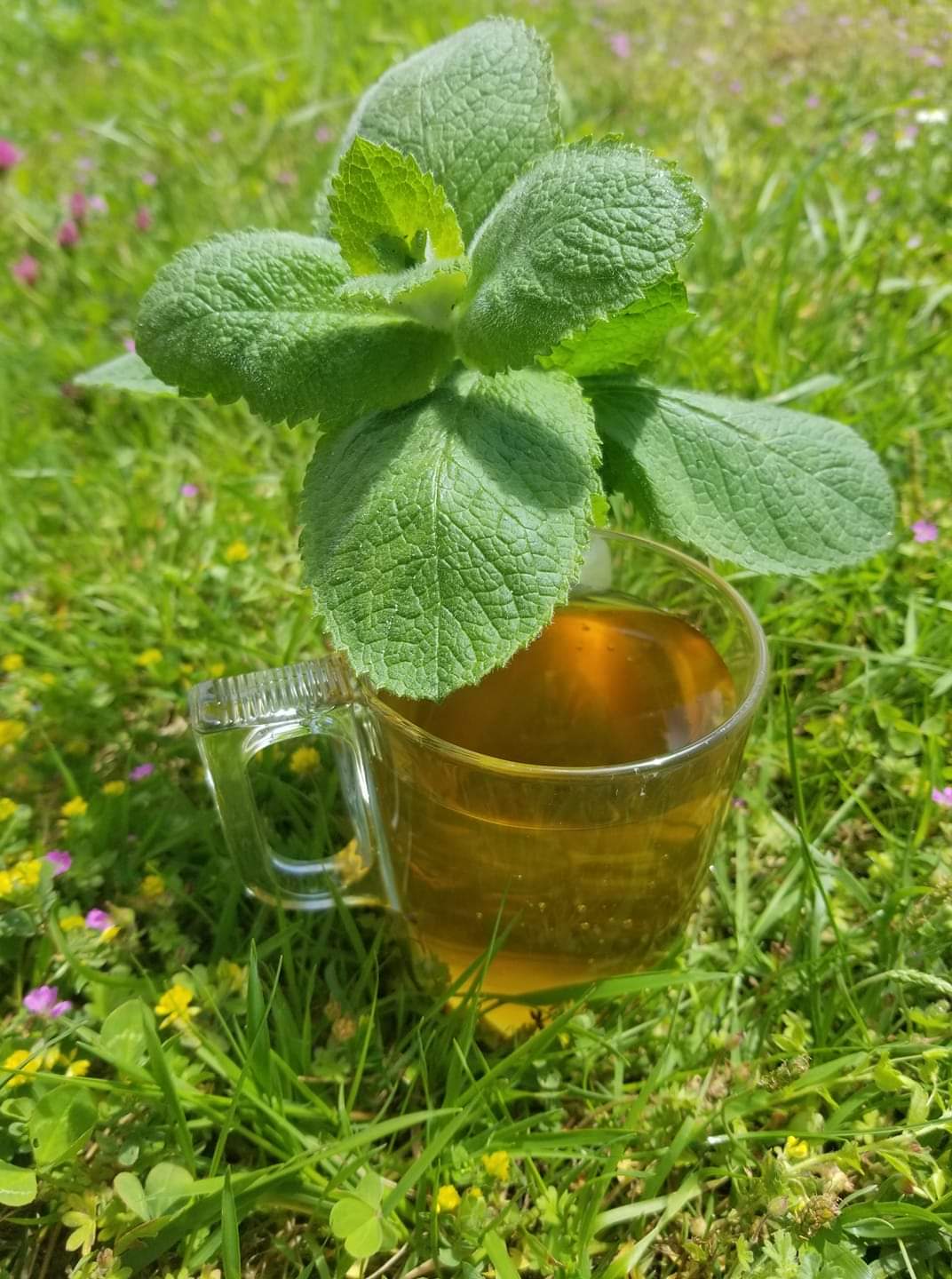 L'Ovate Sacré - diapo